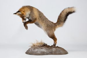 Fuchs springend