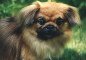 Pekinese