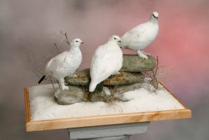 Schneehühner Gruppe auf Diorama